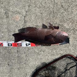 タンコブゲーム