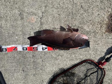 タンコブゲーム