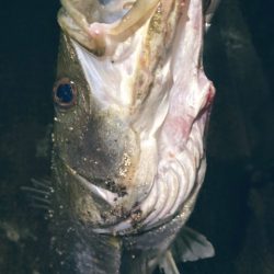 ベイトフィネスでシーバスリベンジ!