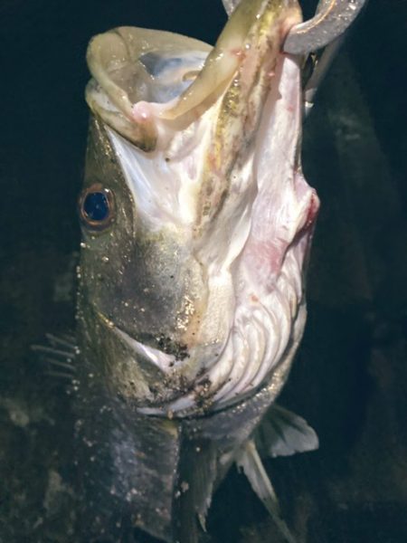 ベイトフィネスでシーバスリベンジ!