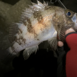 アワジング投稿再開します!