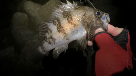 アワジング投稿再開します!