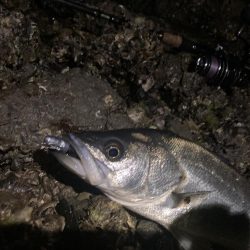 ヒラメ狙いで！