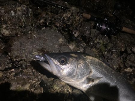 ヒラメ狙いで！