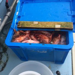 関門でアラカブ大漁