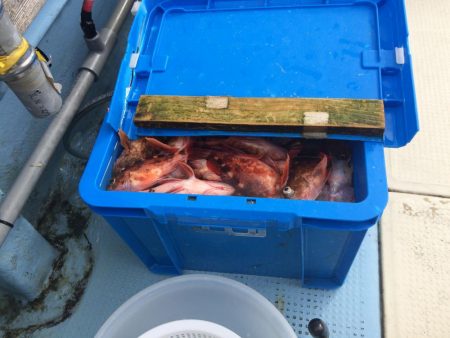 関門でアラカブ大漁