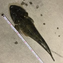 久しぶりの大物(^^)