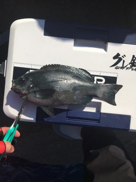 たかたか釣り日記