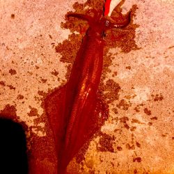 ヤリイカ急に渋い