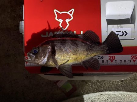 メバリングフロート