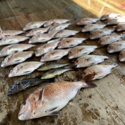 あなたに逢い鯛釣り堀で真鯛爆釣