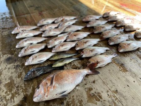 あなたに逢い鯛釣り堀で真鯛爆釣