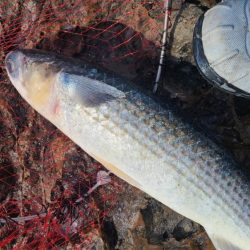 和歌山市江（吉丸渡船）で磯フカセ