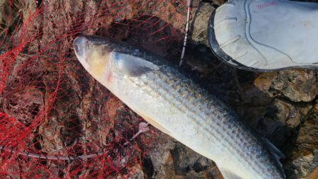 和歌山市江（吉丸渡船）で磯フカセ