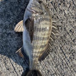 イチノ兄弟、釣果！