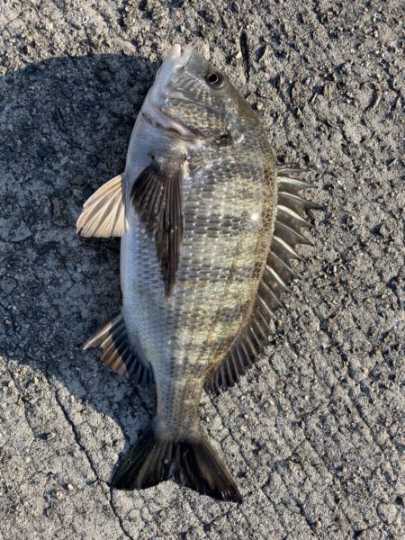 イチノ兄弟、釣果！