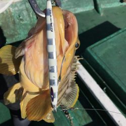 スロージギングで大型ロックフィッシュ