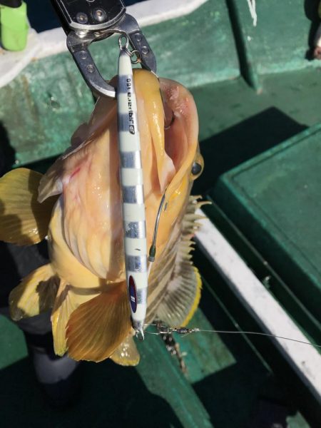 スロージギングで大型ロックフィッシュ