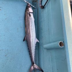 蒲生田沖でサワラ