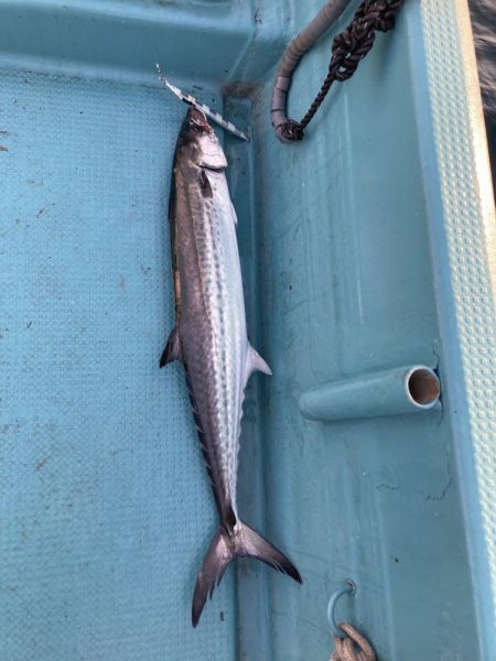 蒲生田沖でサワラ