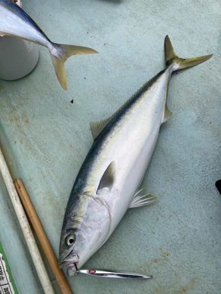 浅川沖でメジロなど