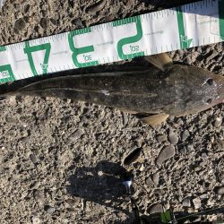 マイクロベイトパターン青物からのフラットさん