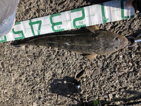 マイクロベイトパターン青物からのフラットさん