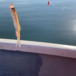 入鹿池でワカサギ釣り