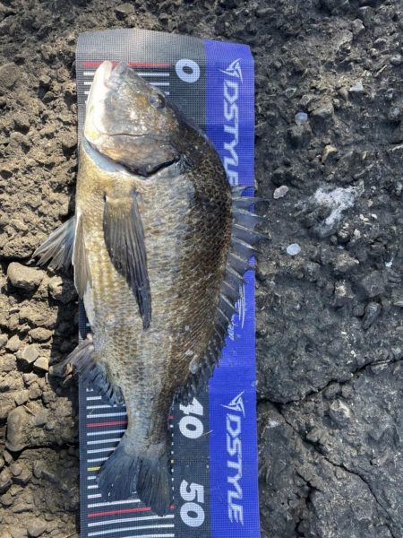 イチノ兄弟、釣果!