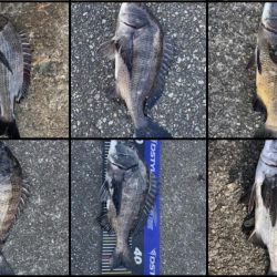 イチノ兄弟、釣果！