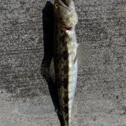 強風と寒さで渋め