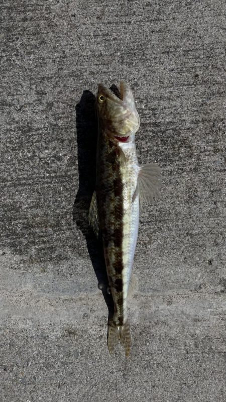 強風と寒さで渋め