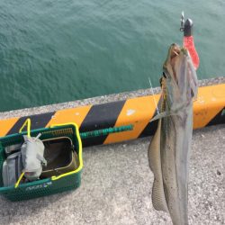 ぷりぷりテール最高