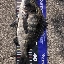 イチノ兄弟、釣果!