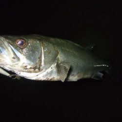 ひたすらスローに