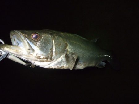 ひたすらスローに