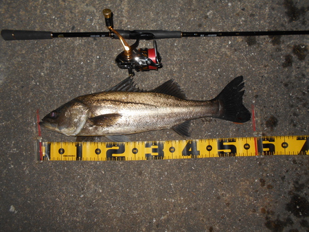 そろそろボトムパターンも本格化？