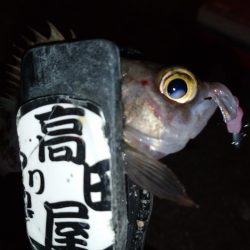 夕食後に少しメバリング