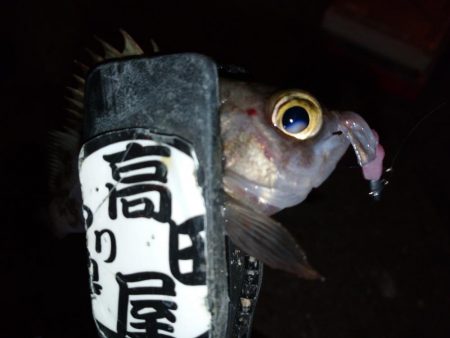 夕食後に少しメバリング