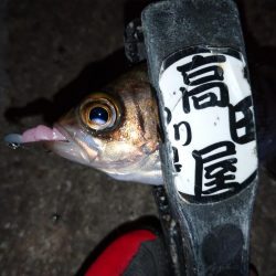 仕事帰りにメバリング