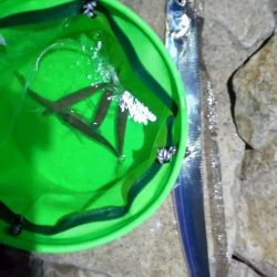 予想外のタチウオ