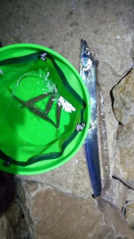 予想外のタチウオ