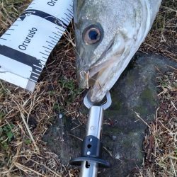 エレベーター仕掛けのシーバス