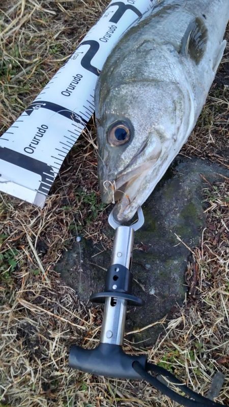 エレベーター仕掛けのシーバス