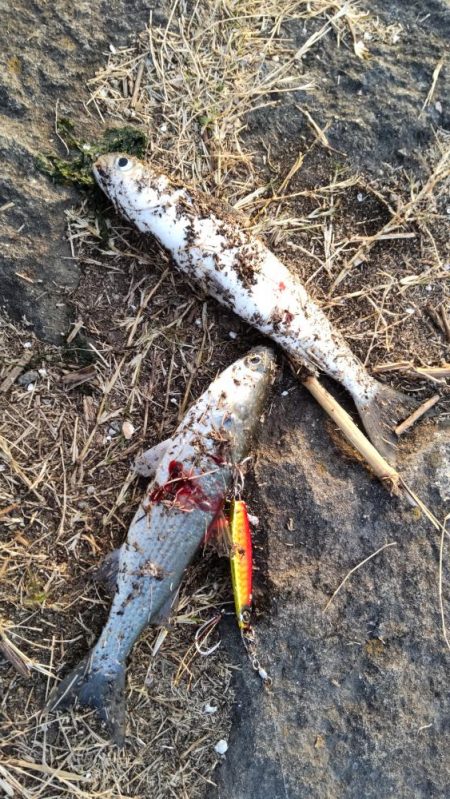 シーバスボラボラボラ