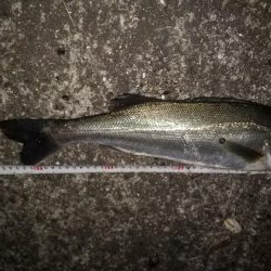 アナゴ狙いに行ったが・・・