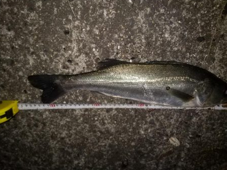 アナゴ狙いに行ったが・・・