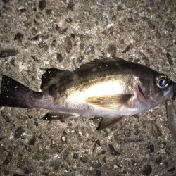 今季初プラグメバル