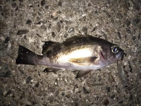 今季初プラグメバル