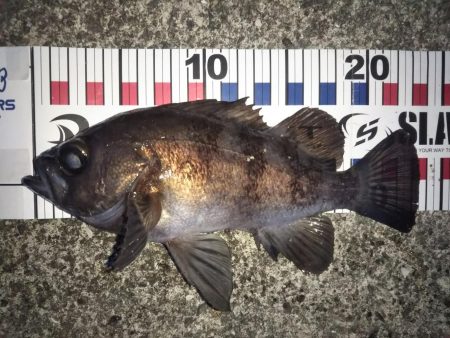 良型が混じりだした